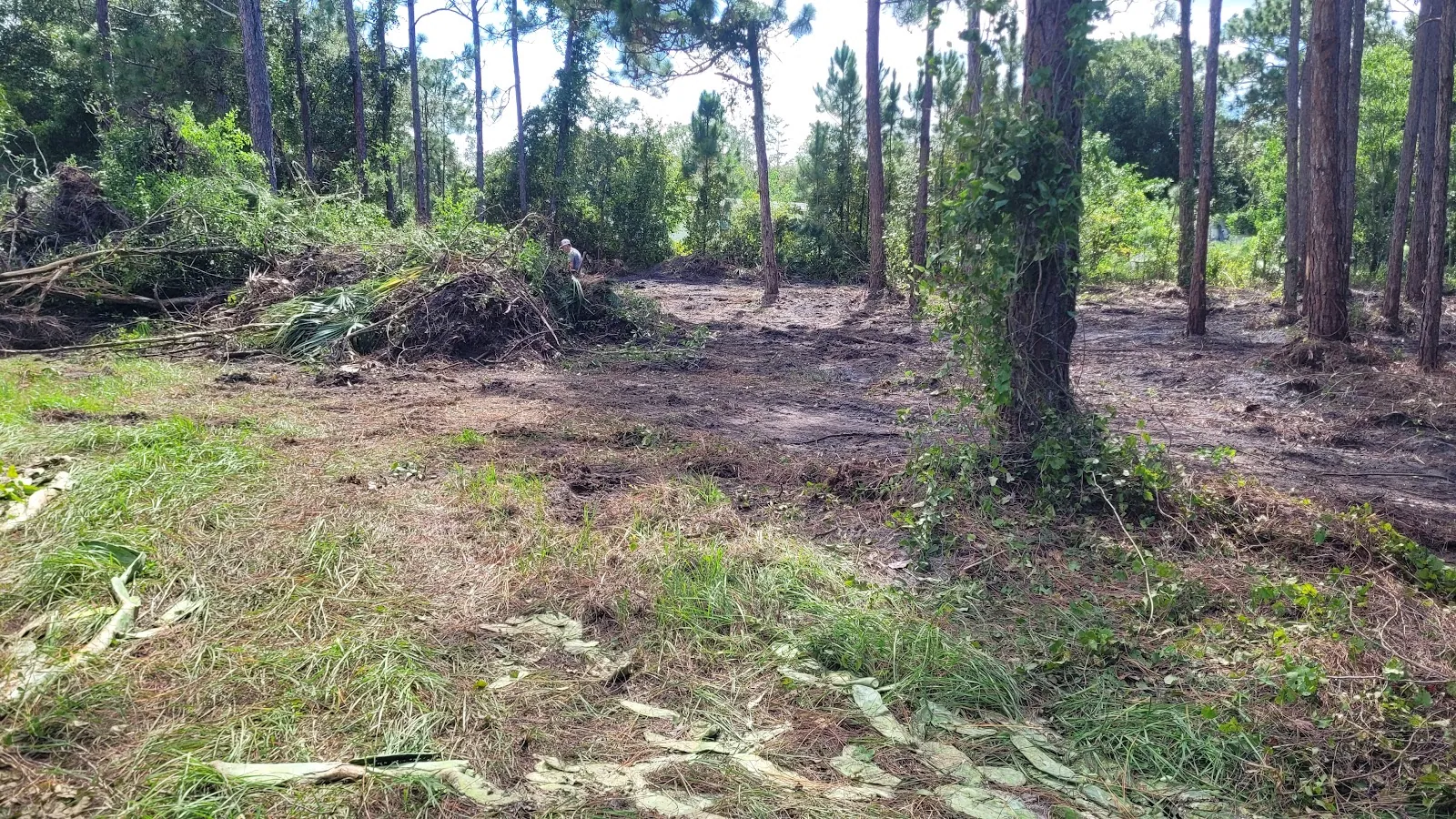 Pine lot after forestry mulching in Osceola County, FL